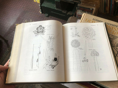 A Flora of the Ferns &amp; Herbaceous Flowering Plants of Upland Kenya Wild Flowers