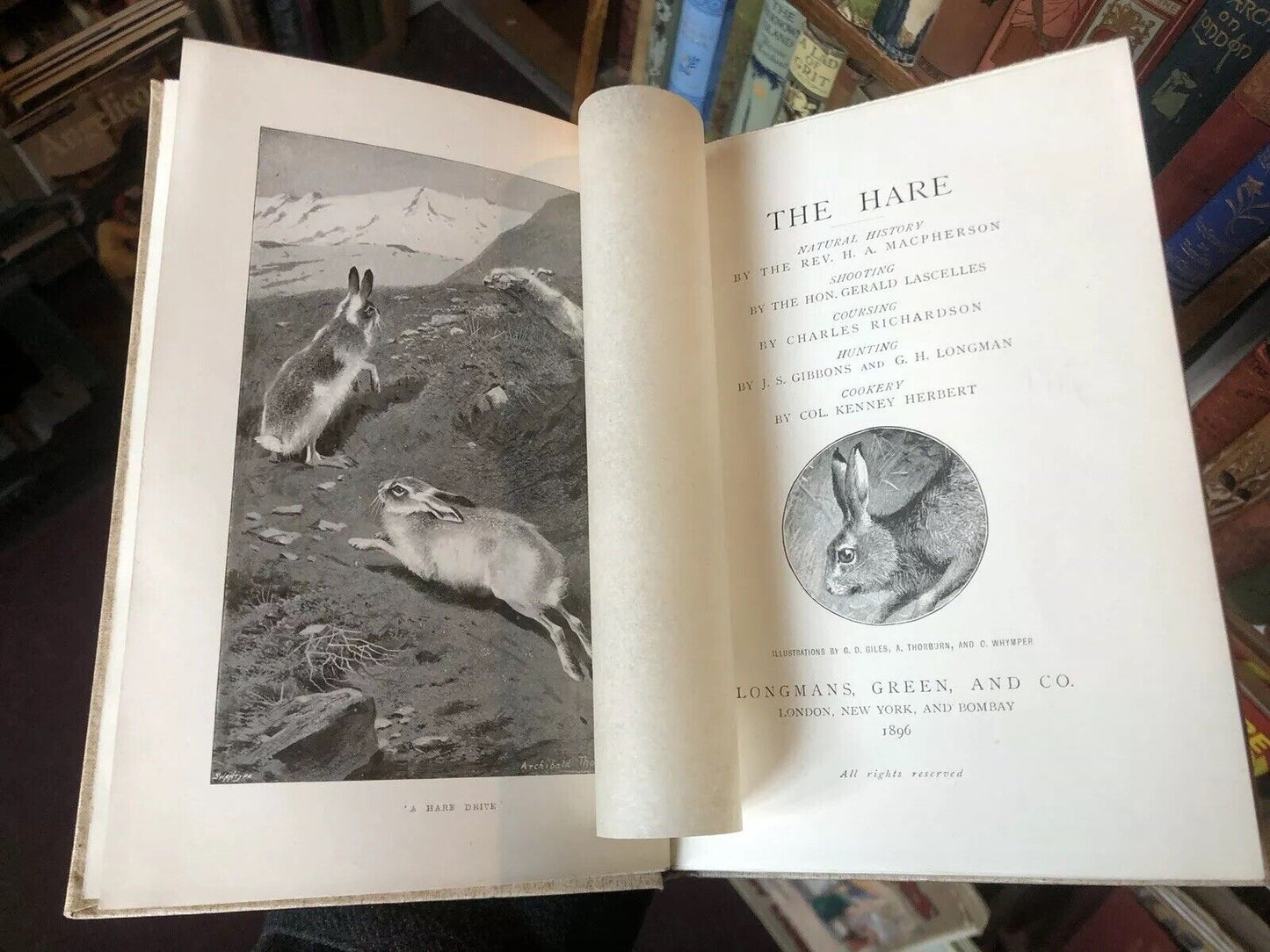 THE HARE Shooting, Coursing, Hunting &amp; Cookery FIELD SPORTS Natural History 1896