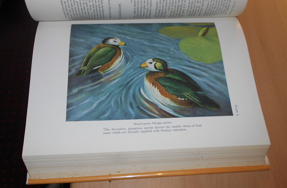 1964 Birds of Natal & Zululand / Ornithology South Africa / Avian Exploration
