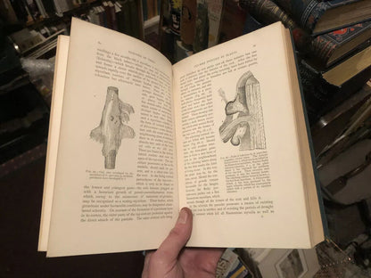 1894 Diseases of Trees - Forestry Management - Dendrology - Pests