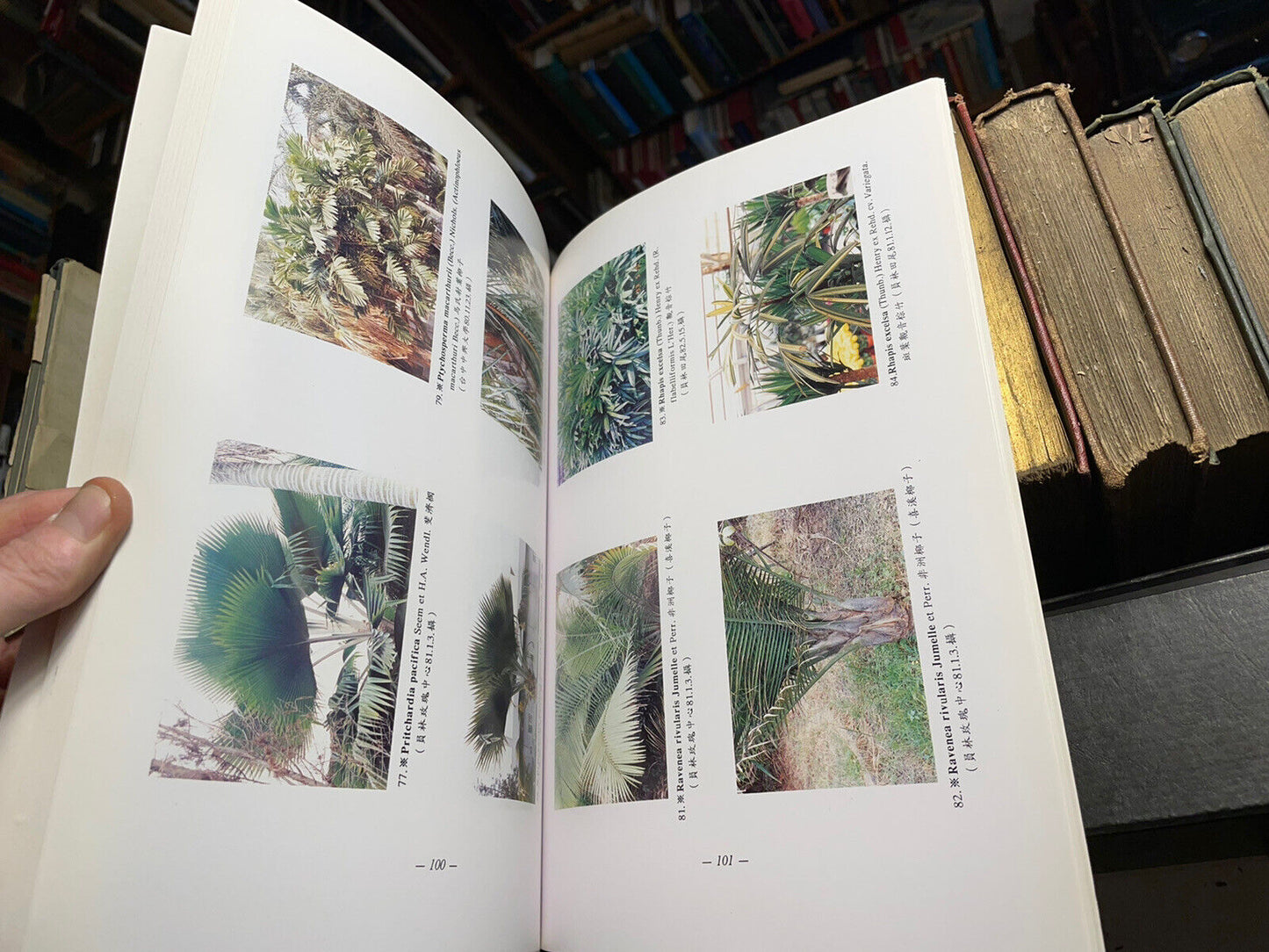 Illustrations of the Family Palmae in Taiwan : Flowering Plants Palm Trees