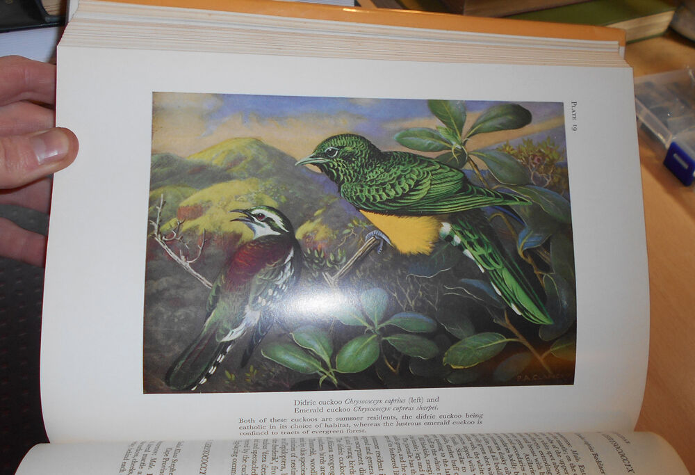1964 Birds of Natal & Zululand / Ornithology South Africa / Avian Exploration