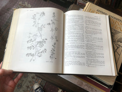 A Flora of the Ferns &amp; Herbaceous Flowering Plants of Upland Kenya Wild Flowers