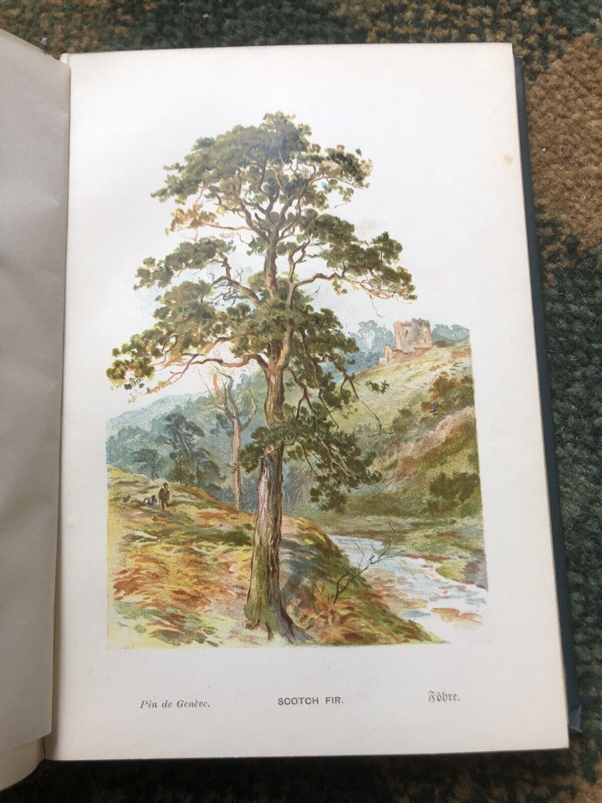 c1880s SOME FAMILIAR TREES by G S Boulger : 40 CHROMOLITHOGRAPHS Woodland Trees