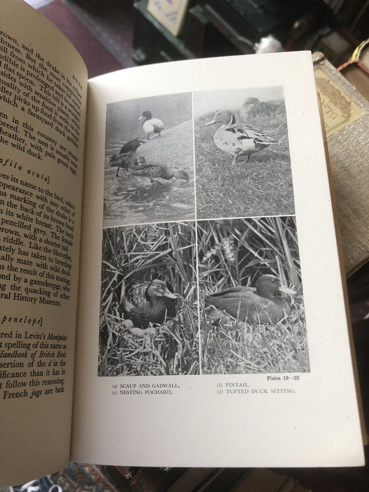 Game Birds, Bests & Fishes - Natural History for Sportsmen - Hunting Shooting