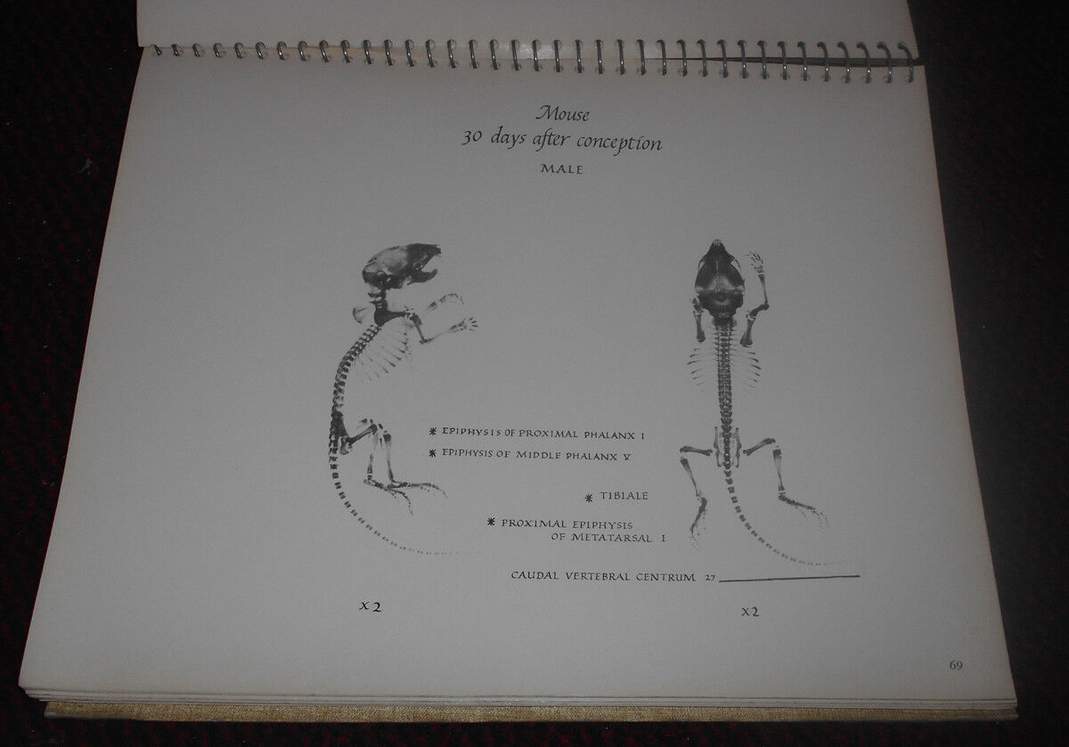 The Genesis of the Mouse Skeleton : A Laboratory Atlas. By Zolton T Wirtschafter