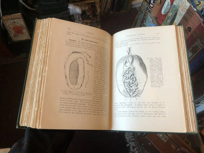 Flatworms & Mesozoa / Nemertines / Rotifers / Earthworms & Leeches  / Worms