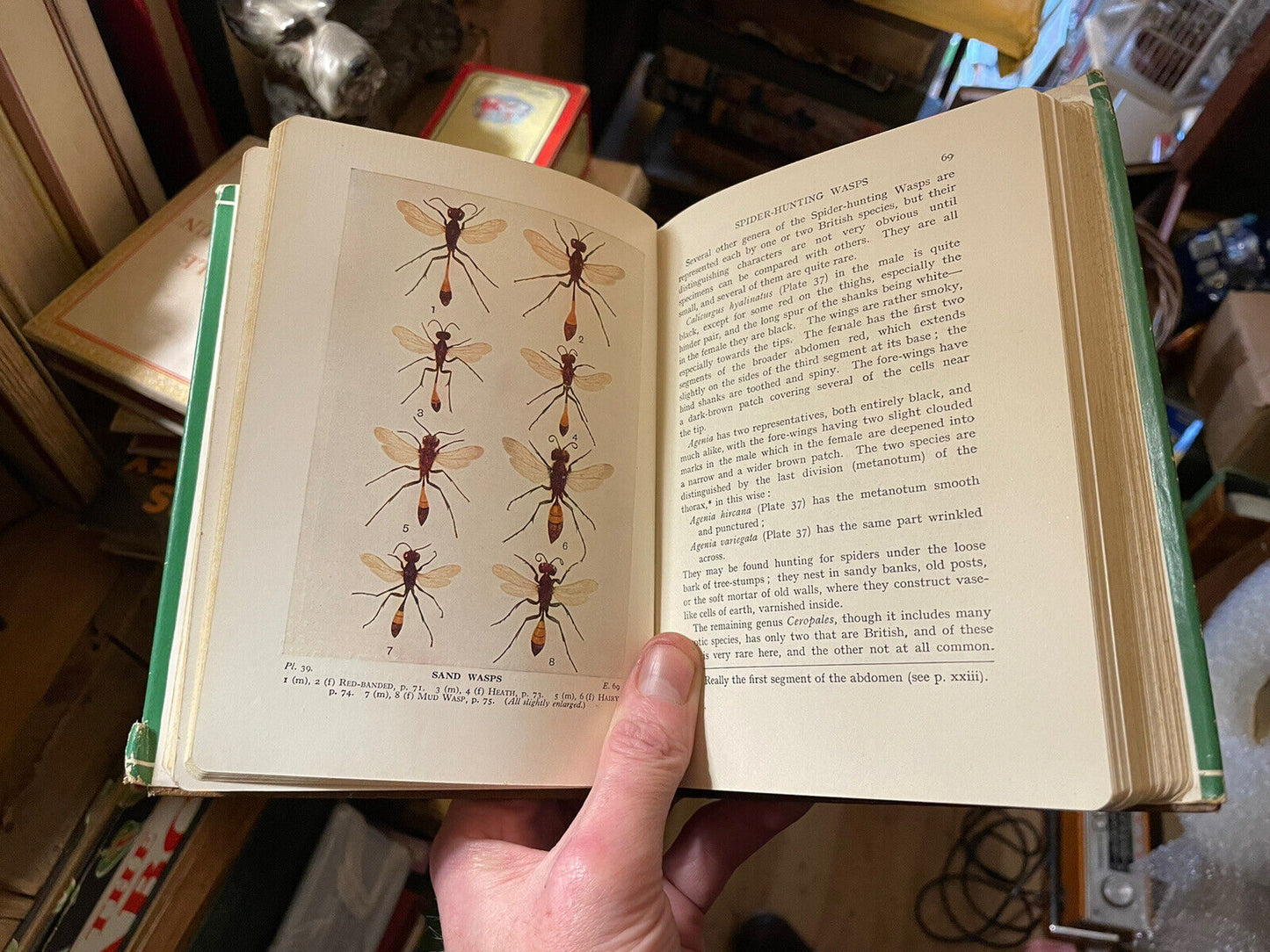 1932 Bees Wasps Ants &amp; Allied Insects : Edward Step : Wayside &amp; Woodland Series