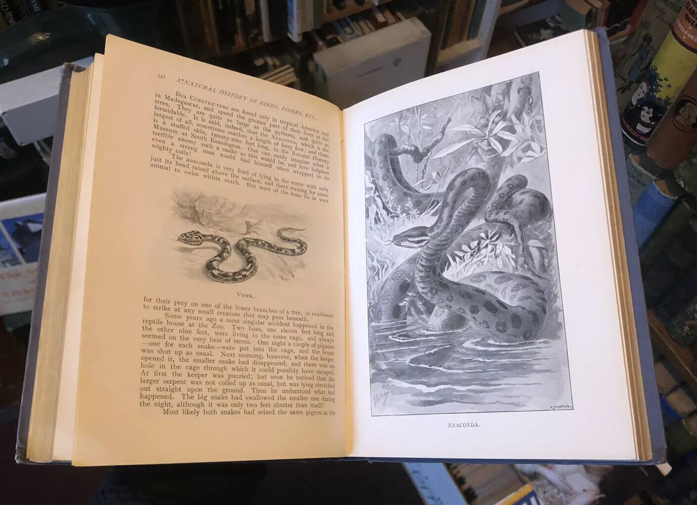 Wood's A Natural History For Young People (300 illustrations) Colour Plates 1909