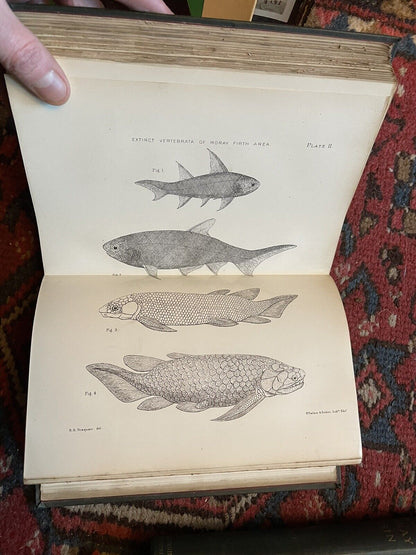 1895 A Fauna of the Moray Basin : Harvie-Brown & Buckley : Scotland Nature