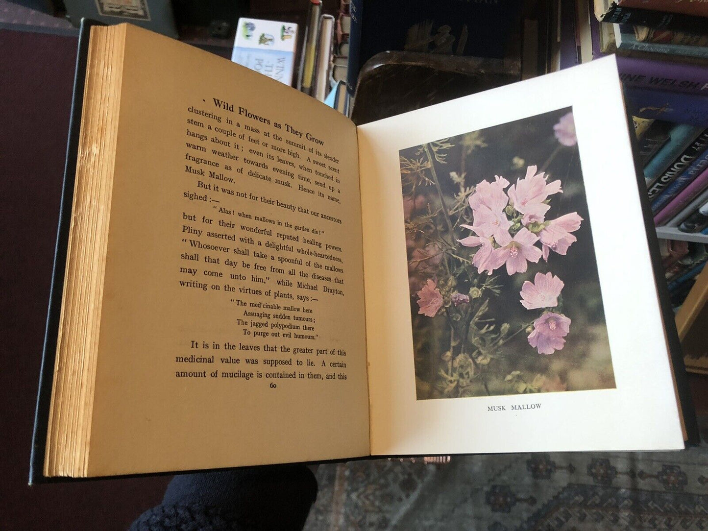 1912 Wild Flowers and How They Grow (4 Volumes) Colour Plates - Essenhigh Corke