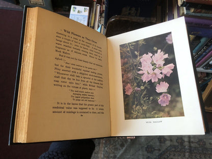 1912 Wild Flowers and How They Grow (4 Volumes) Colour Plates - Essenhigh Corke
