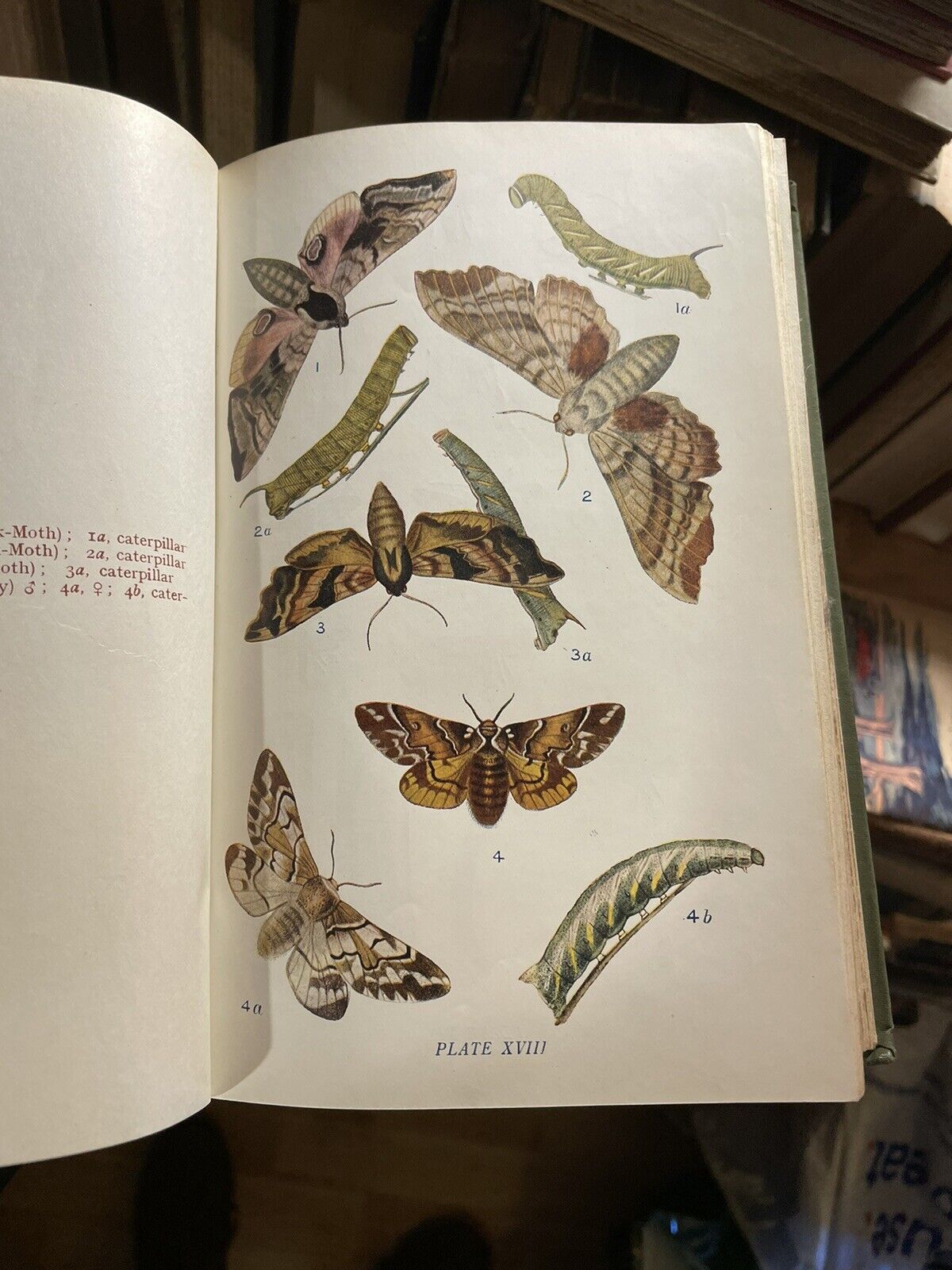 BUTTERFLIES AND MOTHS OF THE UNITED KINGDOM (70 Colour Paltes) W E KIRBY