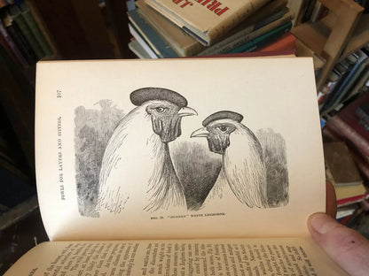 1915 Stoddard's THE NEW EGG FARM Poultry Farming - Chickens Coops - Brooders