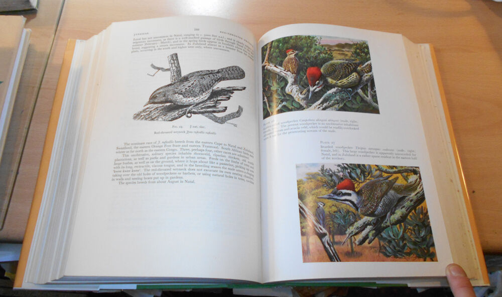 1964 Birds of Natal & Zululand / Ornithology South Africa / Avian Exploration