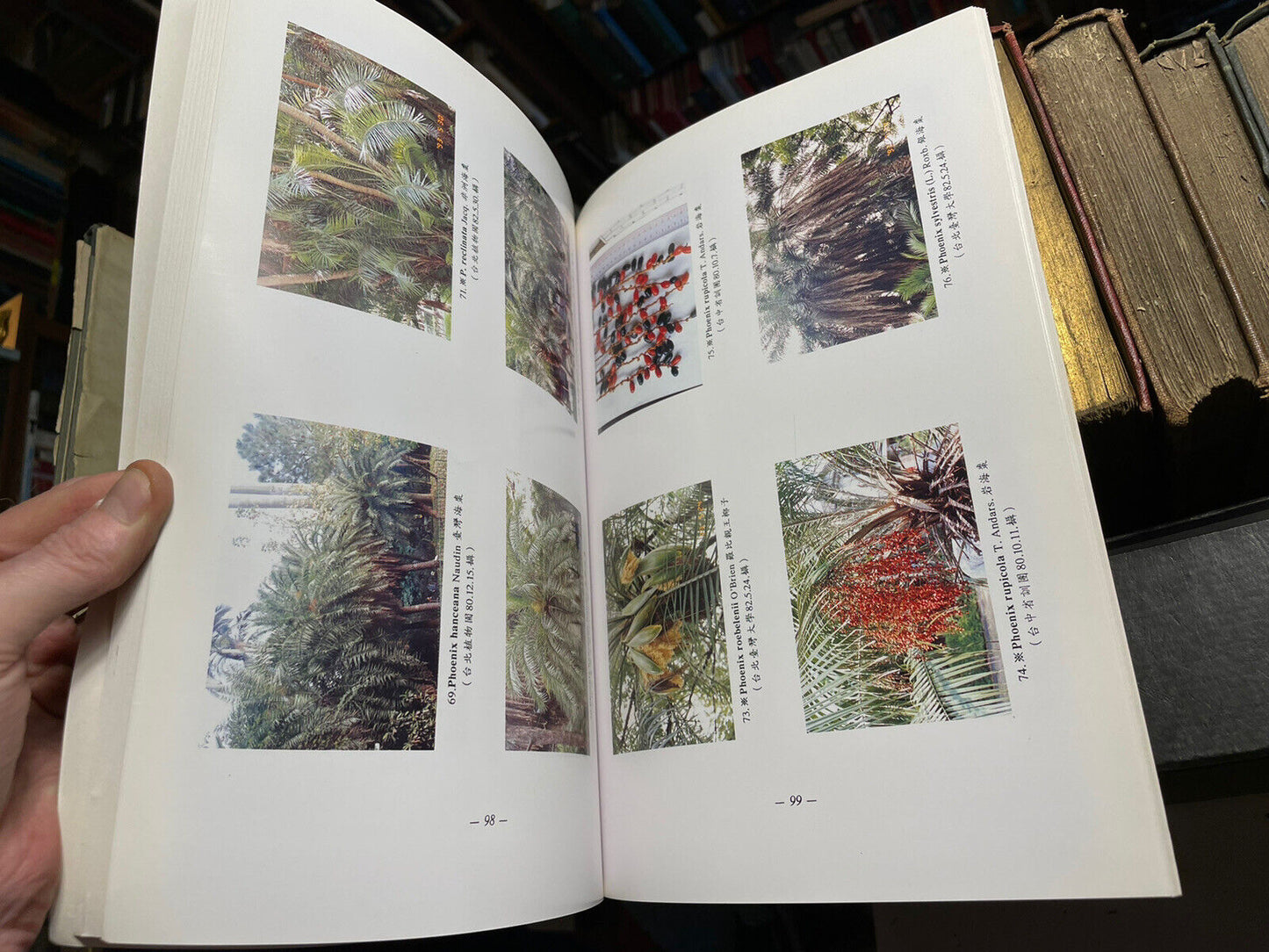 Illustrations of the Family Palmae in Taiwan : Flowering Plants Palm Trees