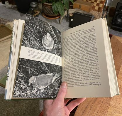 The Wood Pigeon : New Naturalist Monograph No. 20 ( NN ) R K Murton VGC 1965
