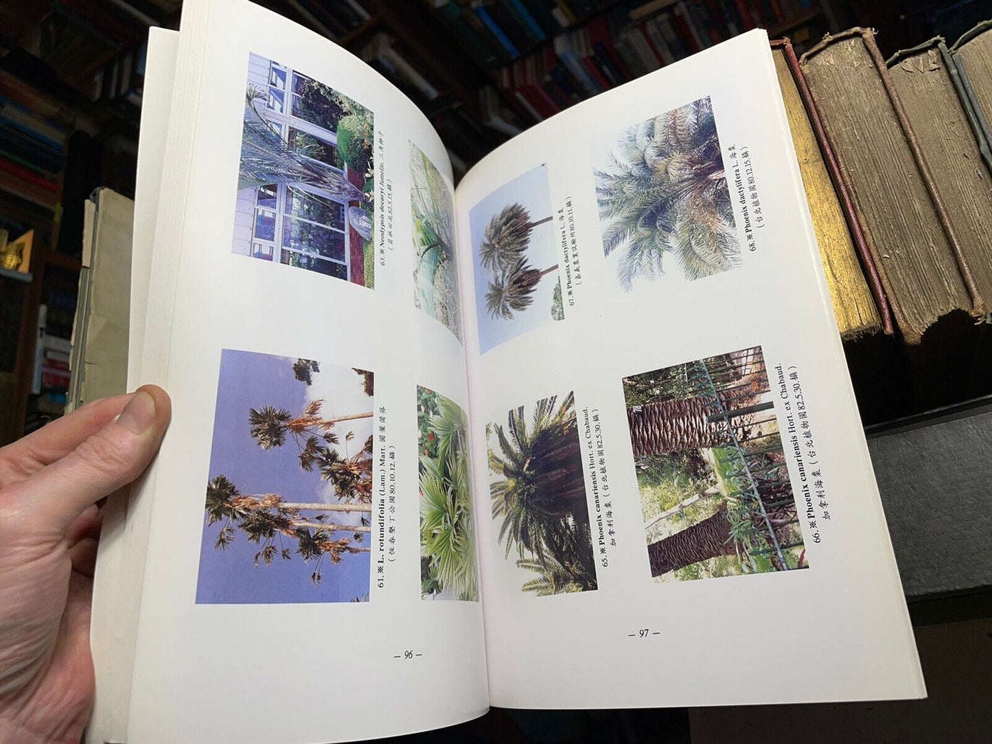 Illustrations of the Family Palmae in Taiwan : Flowering Plants Palm Trees