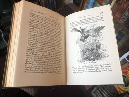 The STRAWBERRY in NORTH AMERICA - History Origin Botany and Breeding 1917