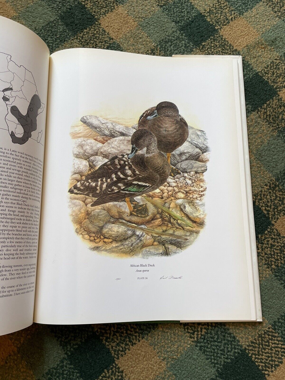 Maclean & Darroll's Ducks of Sub-Saharan Africa : Ltd Ed Folio : Ornithology